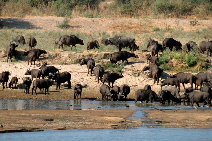 buffalo at water edge