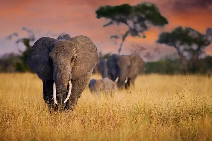 elephant walking