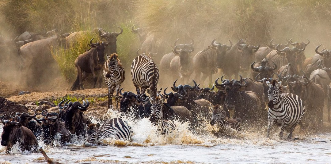 Africa’s Great Gatherings